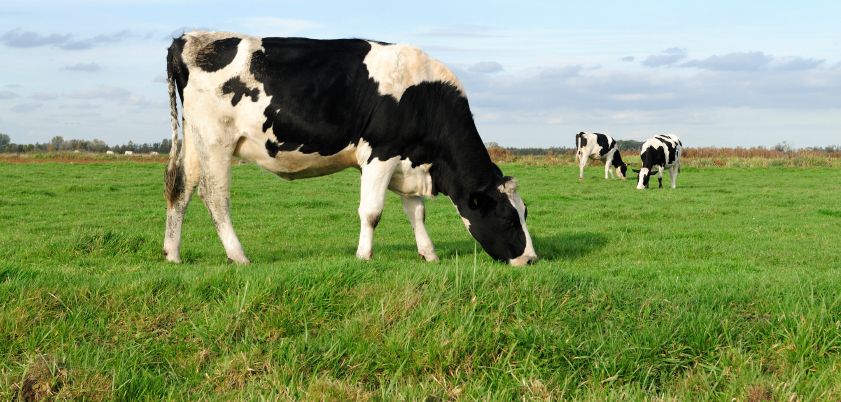 http://deisevets.ie/wp-content/uploads/2012/03/istock-cow-cropped.jpg