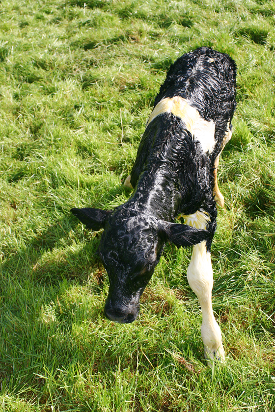 newborn calf 2